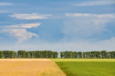 Yellow and green fields clipart