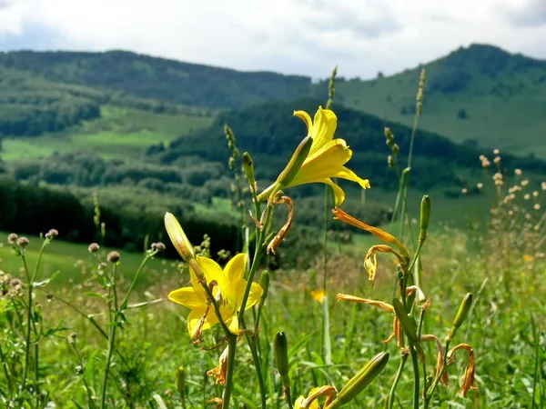 Sola amarilla baja en las montañas — Foto de Stock