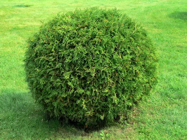 Cut bush in the form of a sphere — Stock Photo, Image