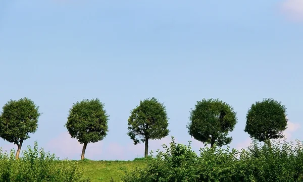 Пять деревьев одиночества — стоковое фото