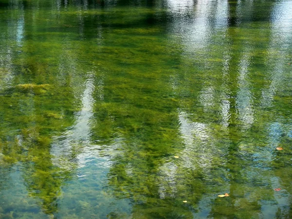 Water, seaweed, reflexion — Stock Photo, Image