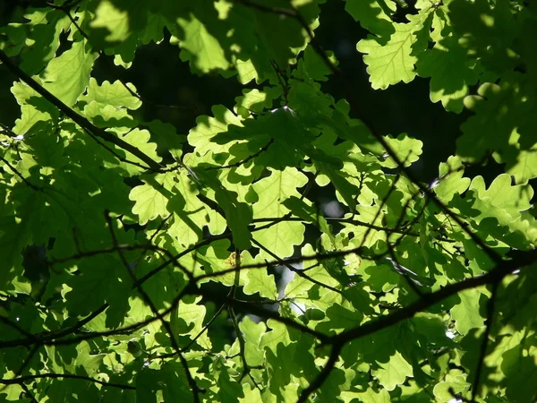 Yeşil yaprakları meşe — Stok fotoğraf