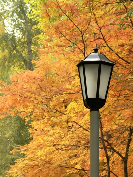 Lámpa ellen őszi sárga fák — Stock Fotó