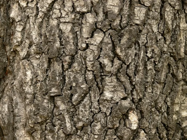 Gövde, ağaç kabuğu, fatura — Stok fotoğraf