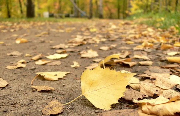 stock image Footpath filled up by yellow leaves