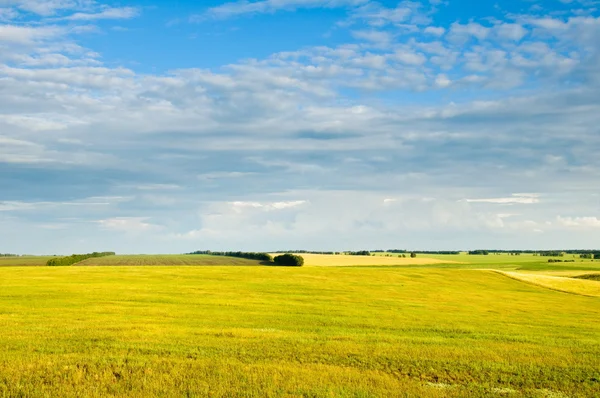 Yellow field crop and the dark blue sky — Stock Photo, Image