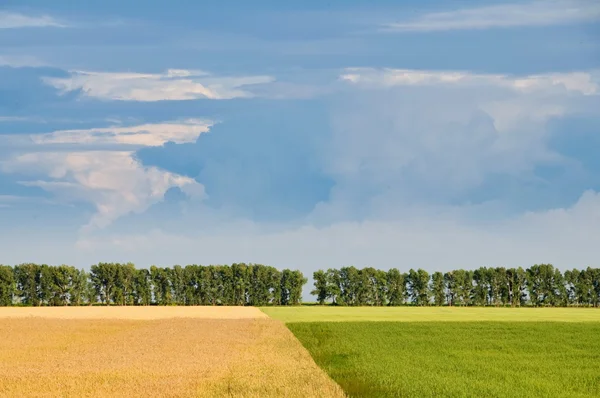 Yellow and green fields — Stock Photo, Image