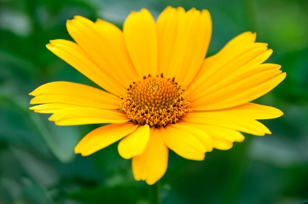 stock image Beauty yellow-orange flower daisy