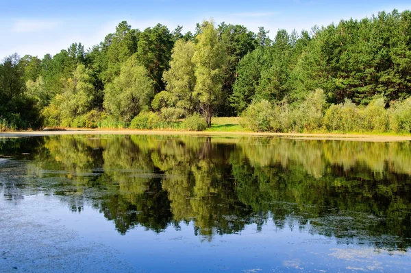Bog with reflection on the forest — Stock Photo, Image