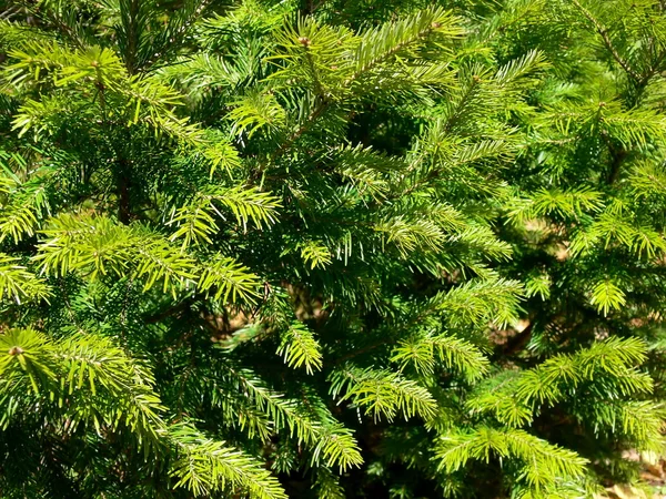 从绿色的杉树布兰奇背景 — 图库照片
