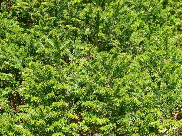 从绿色的杉木树背景 — 图库照片