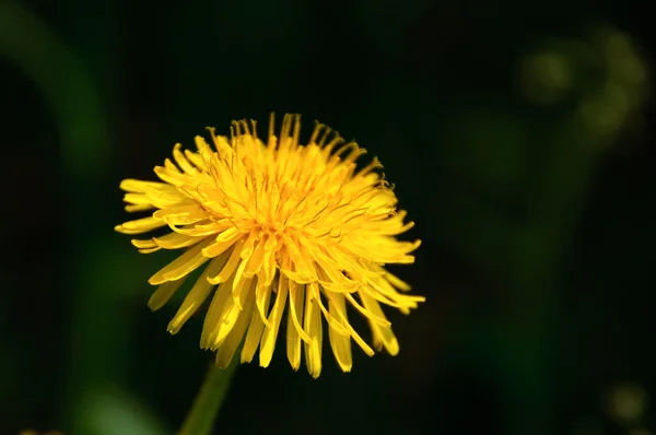 stock image Yellow flower a dandelion