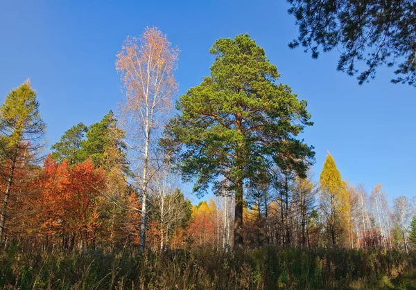 Gelbe, rote und grüne Bäume im Herbst — Stockfoto