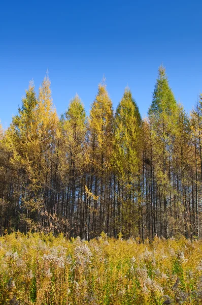 행 및 잔디가 에서 노란 나무 — 스톡 사진