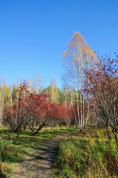 Vályú gyalogút park egy ősz — Stock Fotó