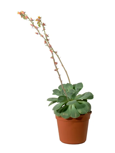 Cactus in vaso. Isolato Immagini Stock Royalty Free