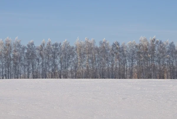 Una fila di betulle in un campo invernale Foto Stock