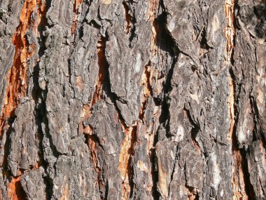 Pine bark close-up. Texture clipart