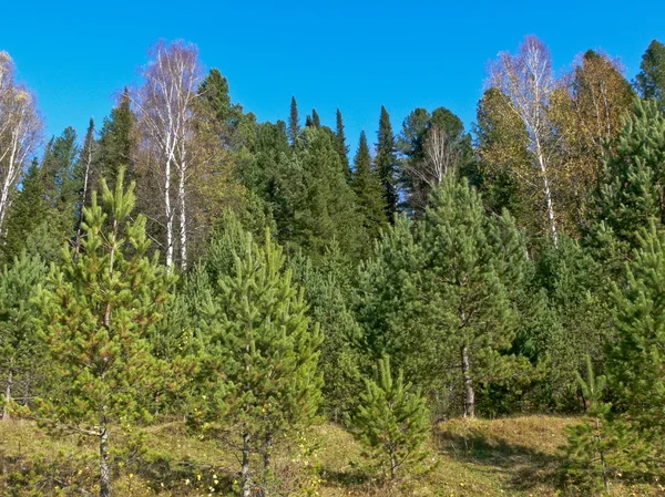 Fur-trees, birches, blue sky in taiga — Stock Photo, Image
