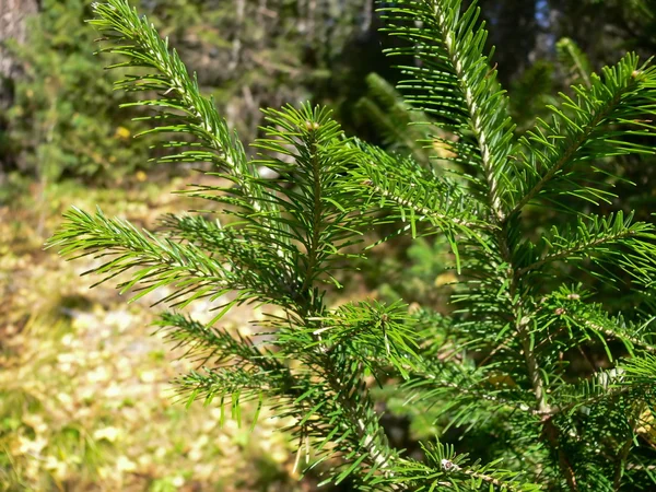 Bont-bomen groen branch close-up — Stockfoto
