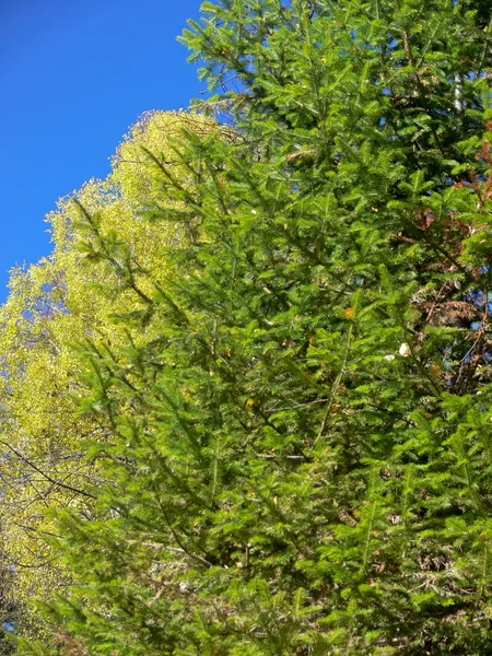 Pinheiro verde, bétula amarela e céu azul — Fotografia de Stock