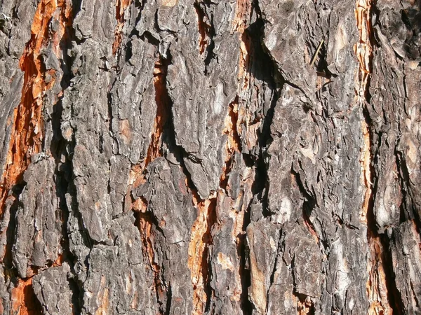 Corteza de pino de cerca. Textura — Foto de Stock
