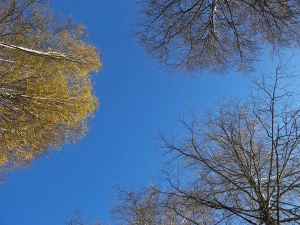 Birch tops against the autumn blue sky — Stock Photo, Image