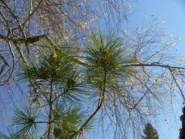Vidoeiro e ramo de pinheiro — Fotografia de Stock