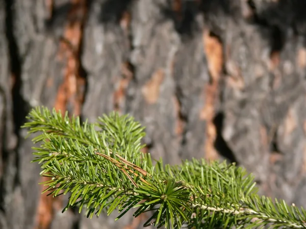 Tannenbaum-grüner Zweig — Stockfoto