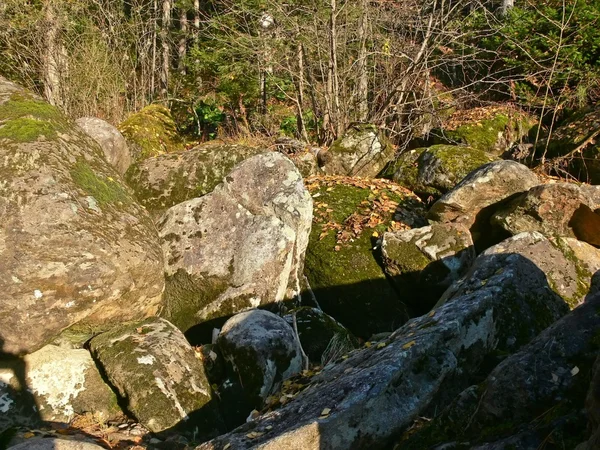 As grandes pedras cobriram um musgo em taiga . — Fotografia de Stock