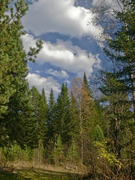 Висока ялинка і хмари блакитне небо — стокове фото
