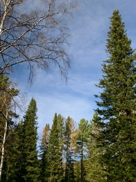Yüksek kürk-ağaç ve mavi gökyüzü — Stok fotoğraf