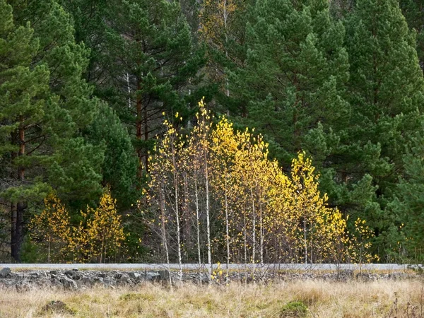 Unga björkar växa längs vägen — Stockfoto