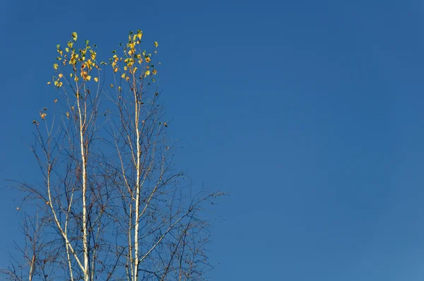 Two lonely birches against the blue sky — Stock Photo, Image