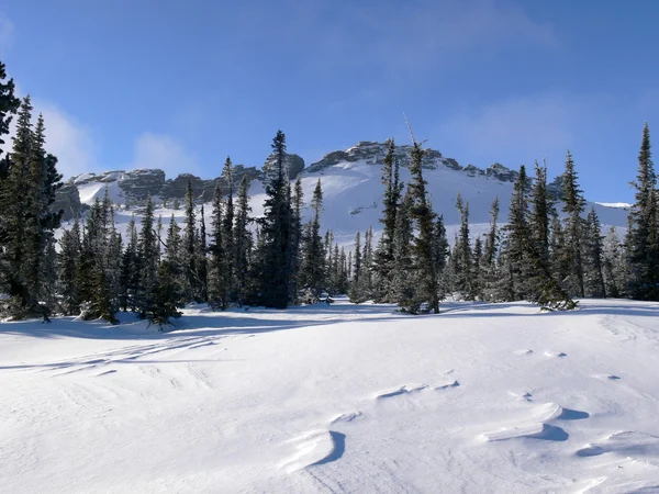 Sparren in bergen. sneeuw en winter — Stockfoto