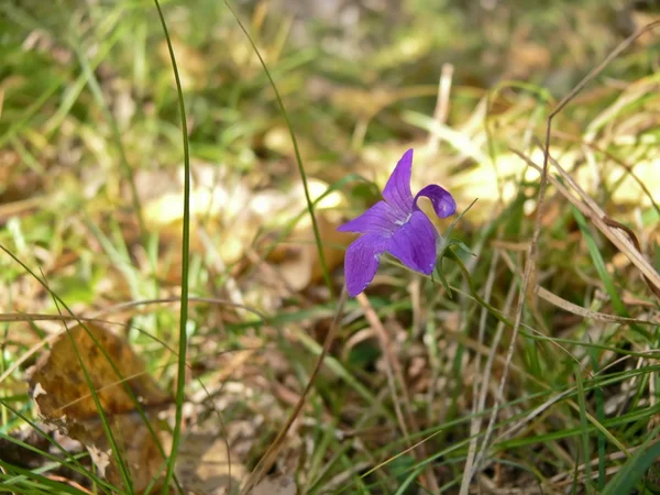 Pequena flor em taiga — Fotografia de Stock
