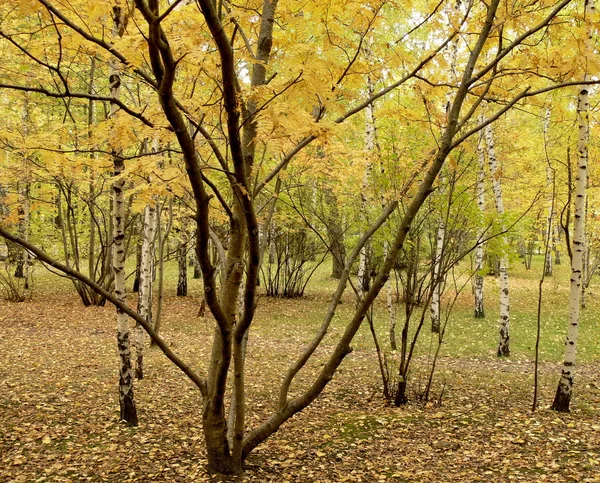 Un frêne de montagne aux feuilles jaunes — Photo