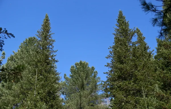 Due alberi di pelliccia e cielo blu in taiga — Foto Stock