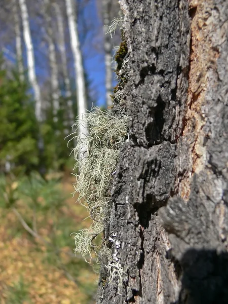 Moss on a trunk of an old birch — Stock Photo, Image