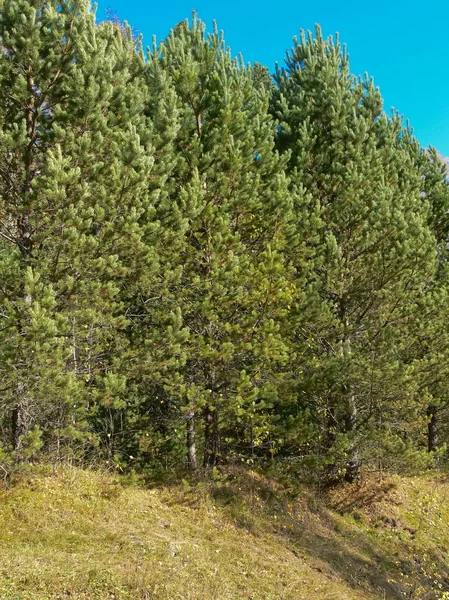 Pines in taiga — Stock Photo, Image