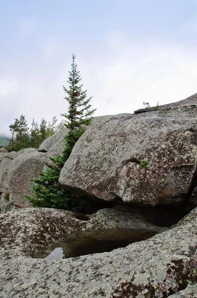 Ensamhet päls på toppen av berget — Stockfoto