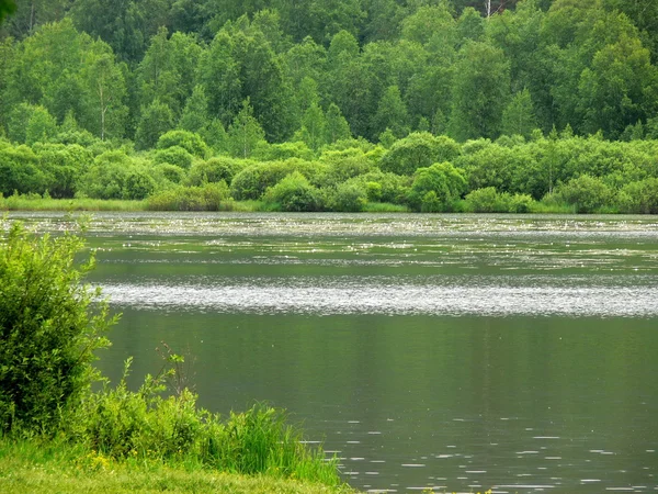 Gyönyörű tó erdő — Stock Fotó
