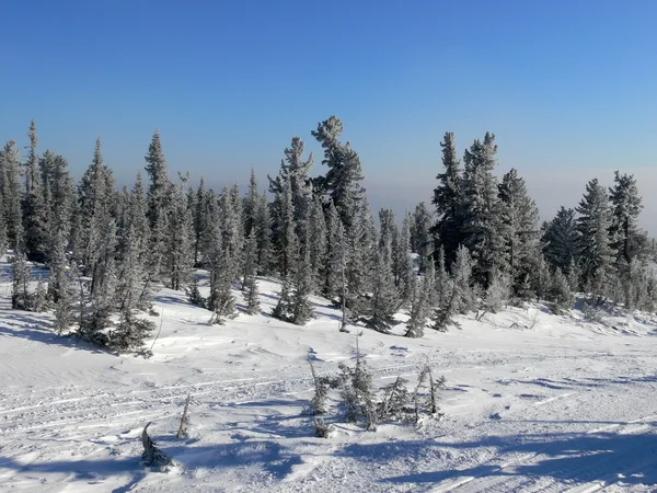 타이가 푸른 하늘에 겨울 — 스톡 사진