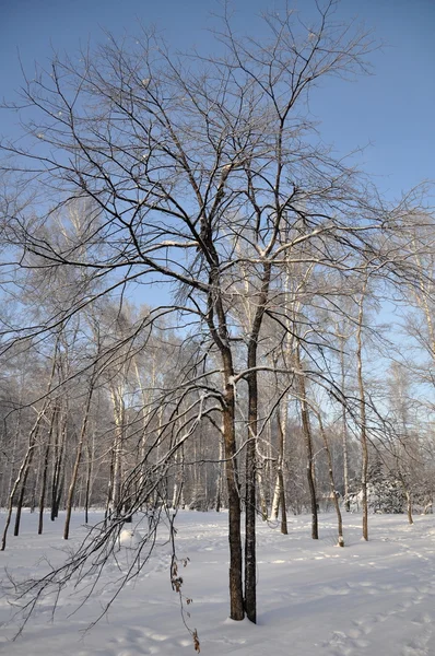 光秃秃的树和蓝色的天空在冬季 — 图库照片