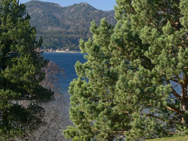 Vista sobre los pinos y el lago Imagen de stock