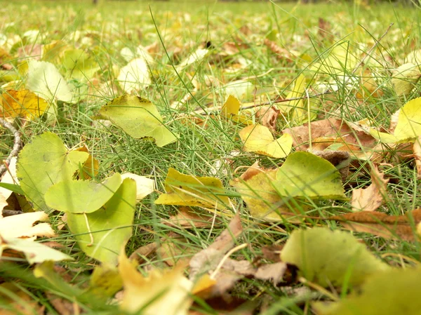 Stock image Green and yellow leaves on a grass