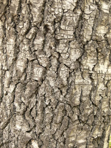 Фон из древесной коры. Вертикаль . — стоковое фото