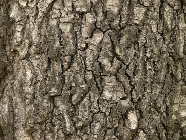 Тло з дерев'яної кори. Горизонтальні — стокове фото