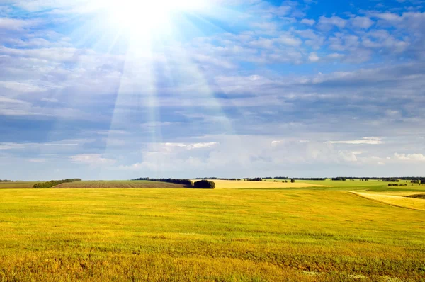 Жовте поле, небо з променями сонця — стокове фото