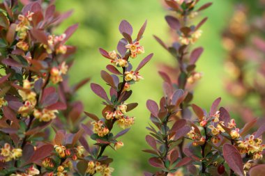 Berberis ottawensis supera clipart